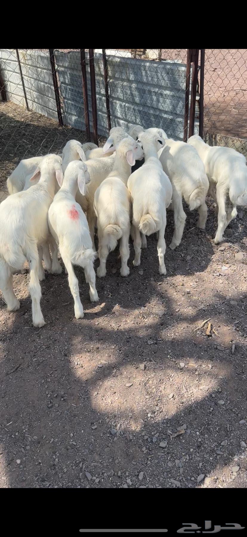 طليان حريه فاخره64497041088769111