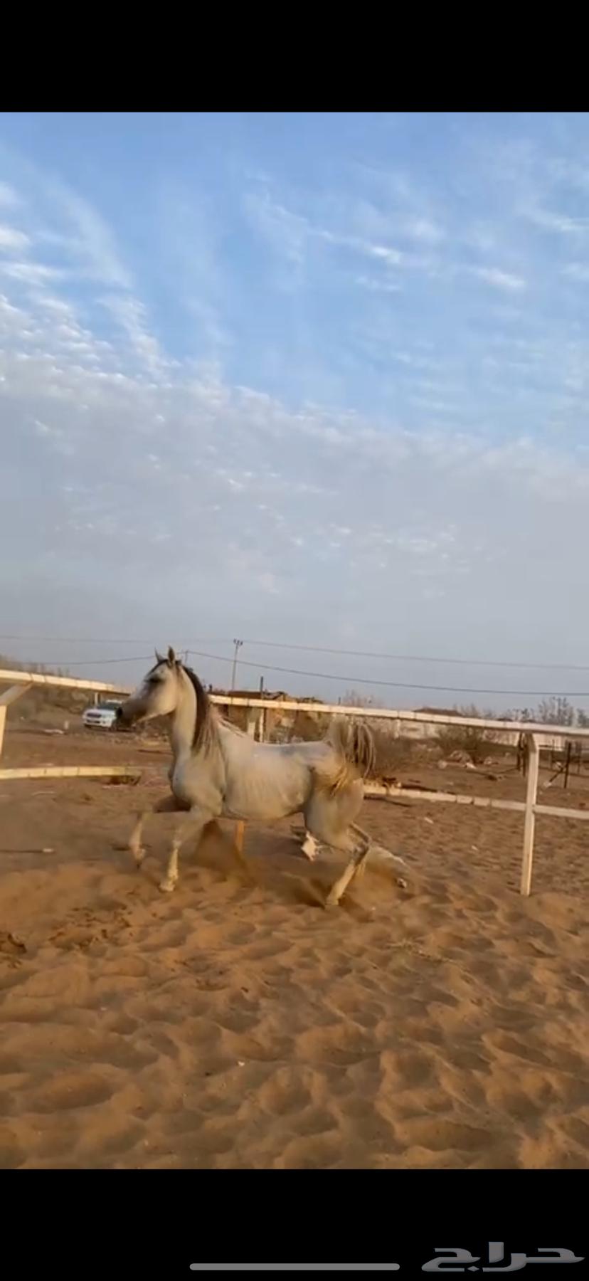 فرس شعبيه للبيع64502446342913110