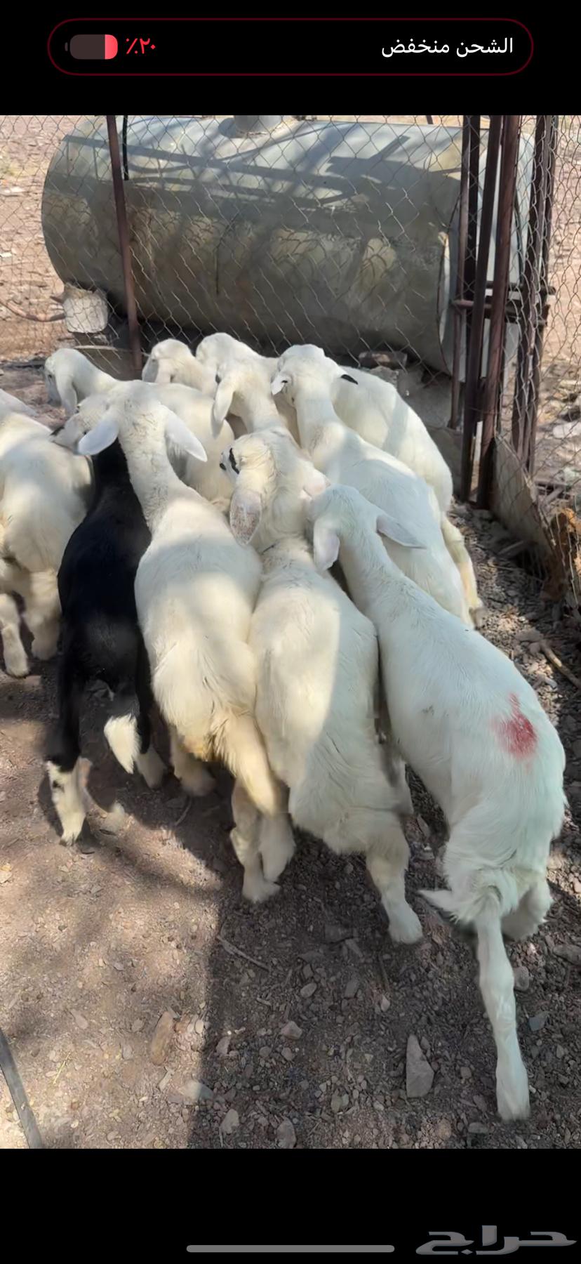 طليان حريه فاخره64497041088769114