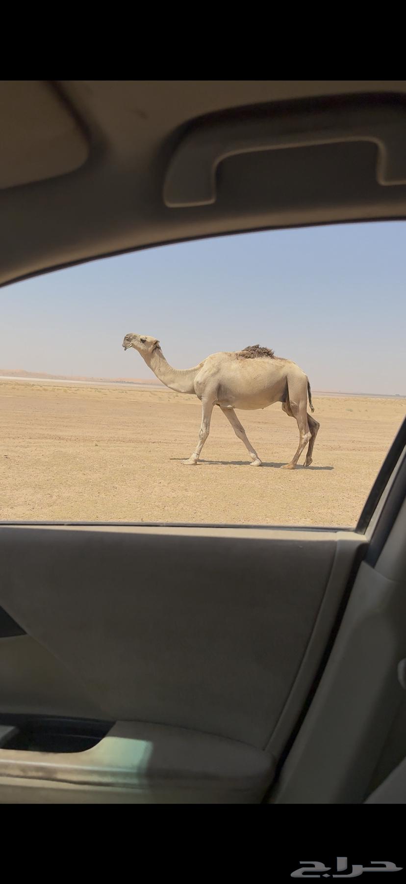 Tamimi Ashqah Stallion for Sale64497137725697110