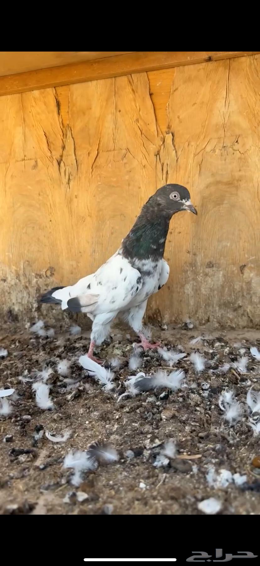 Zakir Ram64501007514243112