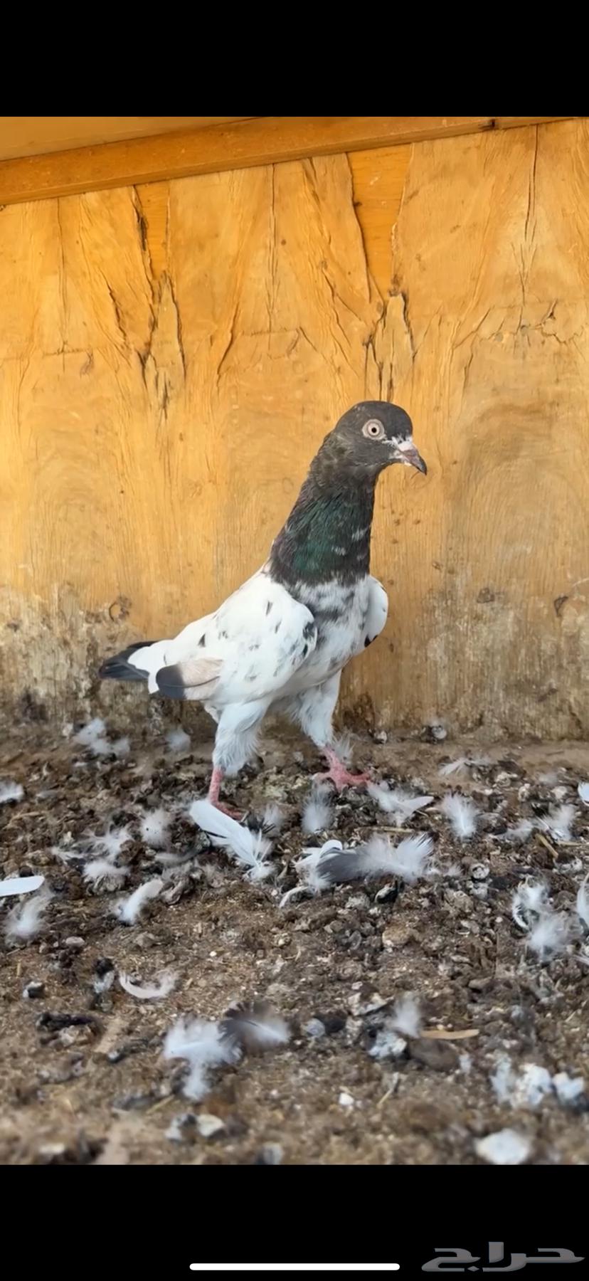 Zakir Ram64501007514243111