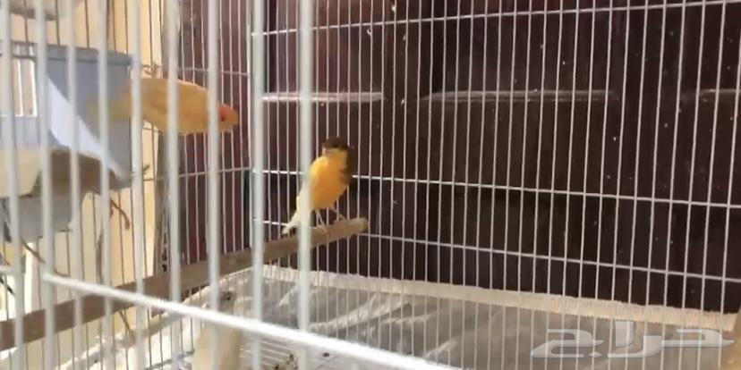 كناري لللبيع64497800131715112