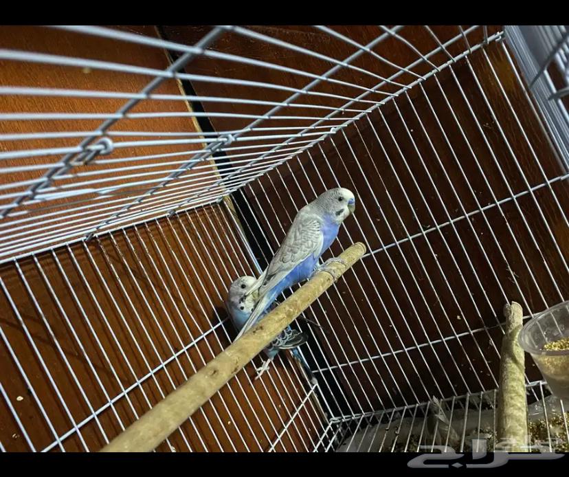 زوج بادجي64495899453825110