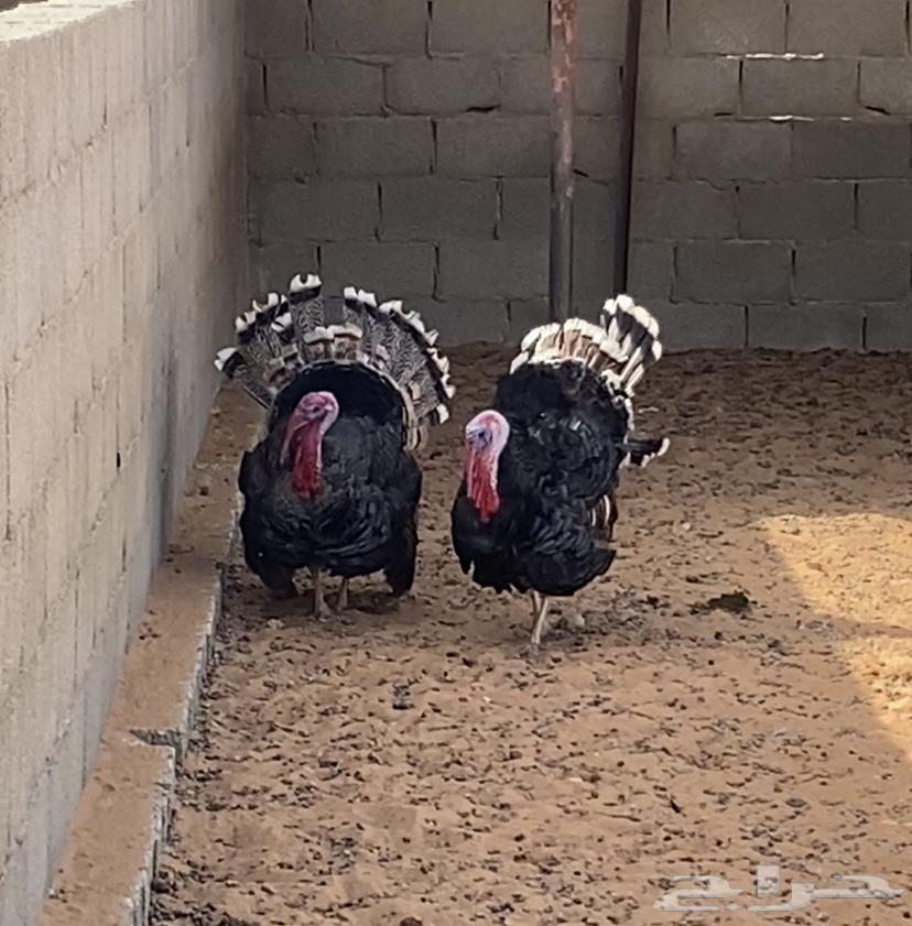 Turkeys available for slaughter64496502373635114