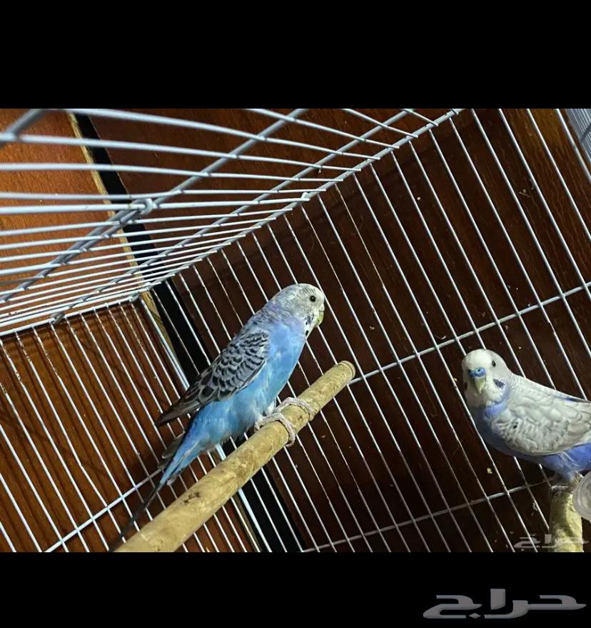 زوج بادجي64495899453825111