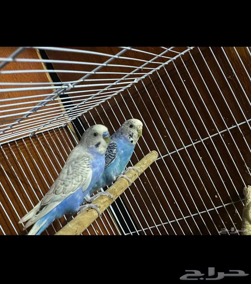 زوج بادجي64495899453825112