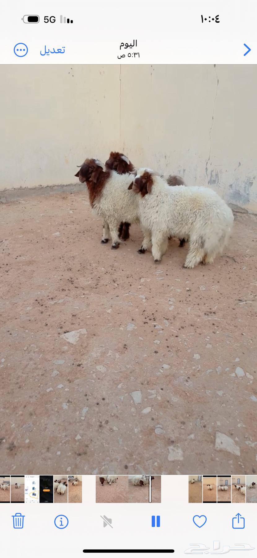 Talyan Na3im Al-Riyadh, Al-Shifa District, Any Location We Can Reach, Slaughtered, Only Three Remaining64496862152449110