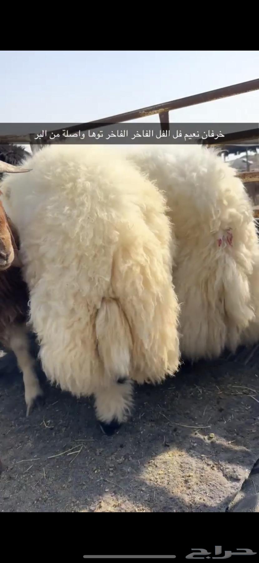 Naeem's Sheep64500811881475110