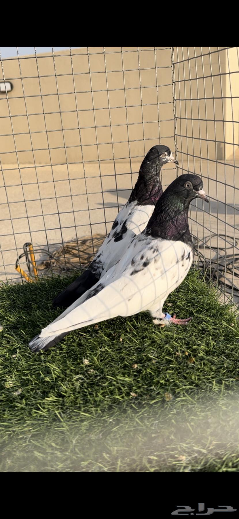 تيدي رام ( تم البيع )64496173301891113