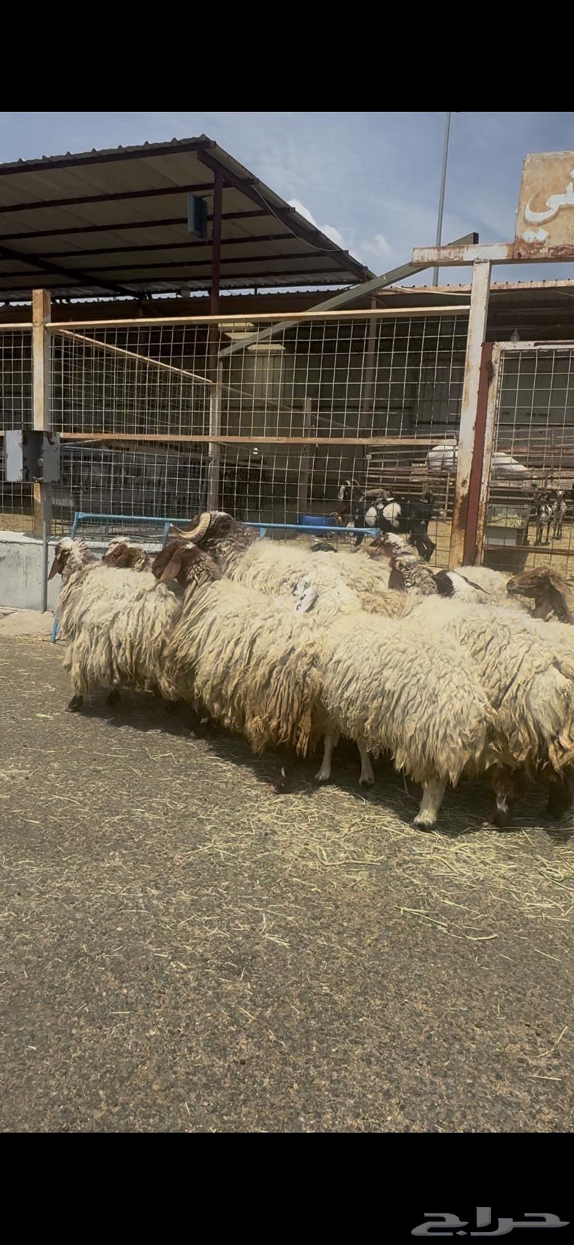 Naim's sheep, 13 lambs from a single birth64500477162113112