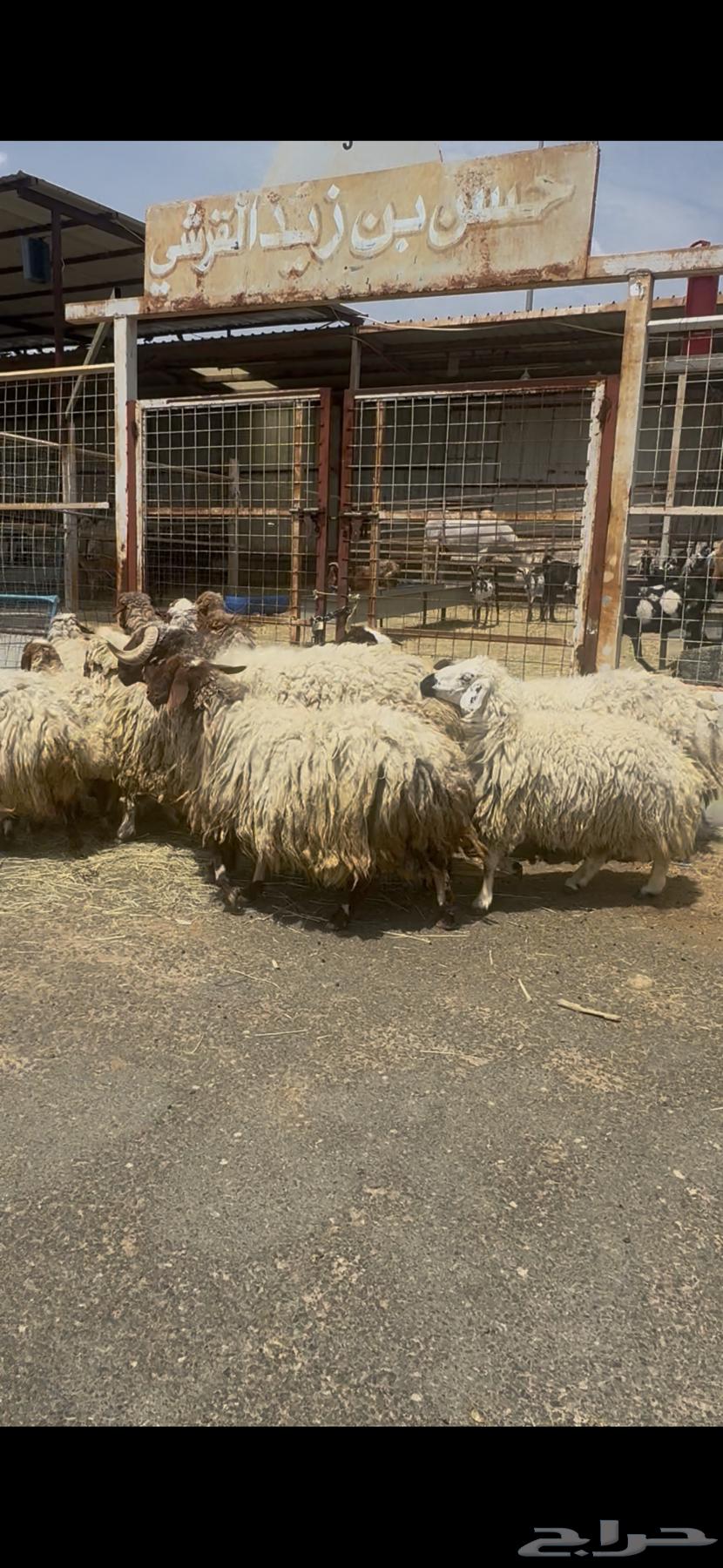 Naim's sheep, 13 lambs from a single birth64500477162113113