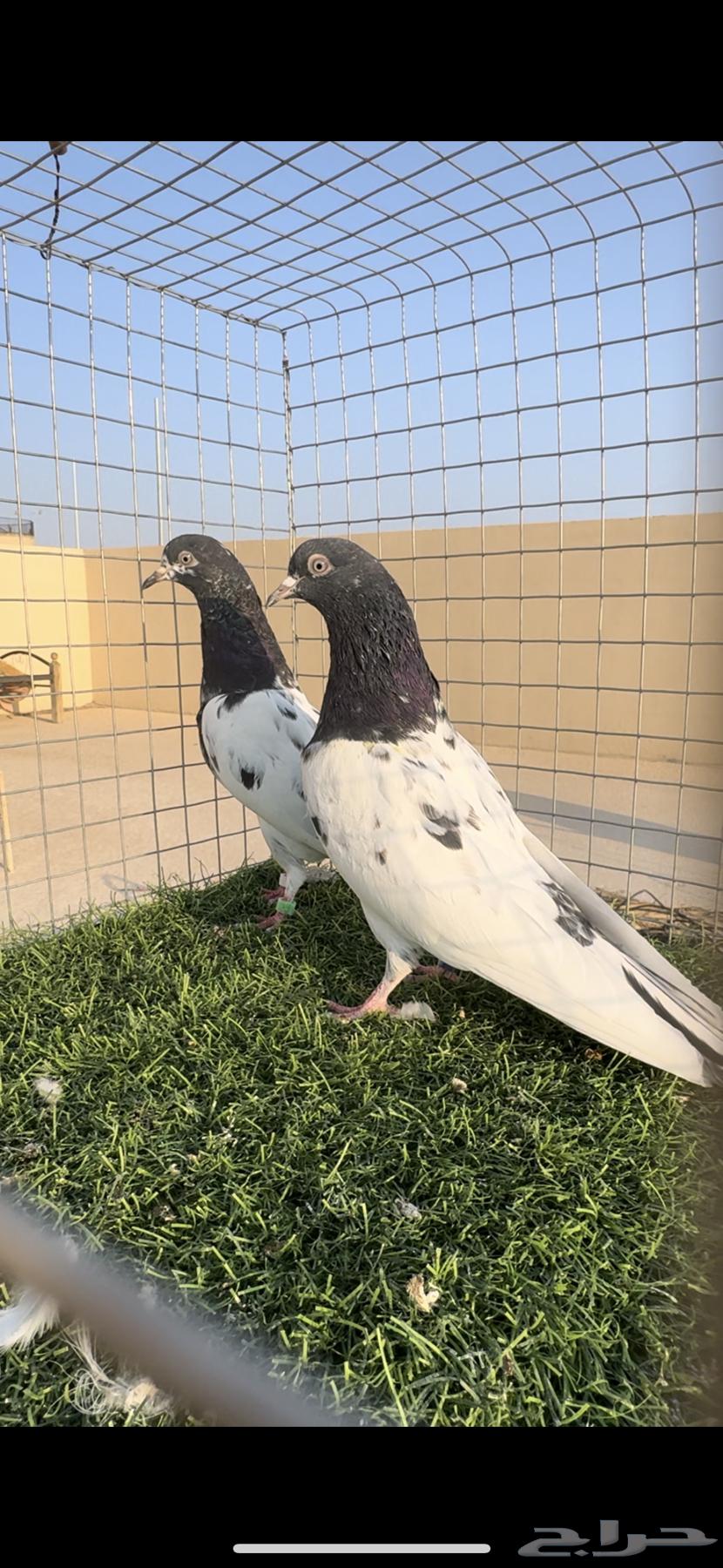 تيدي رام ( تم البيع )64496173301891110