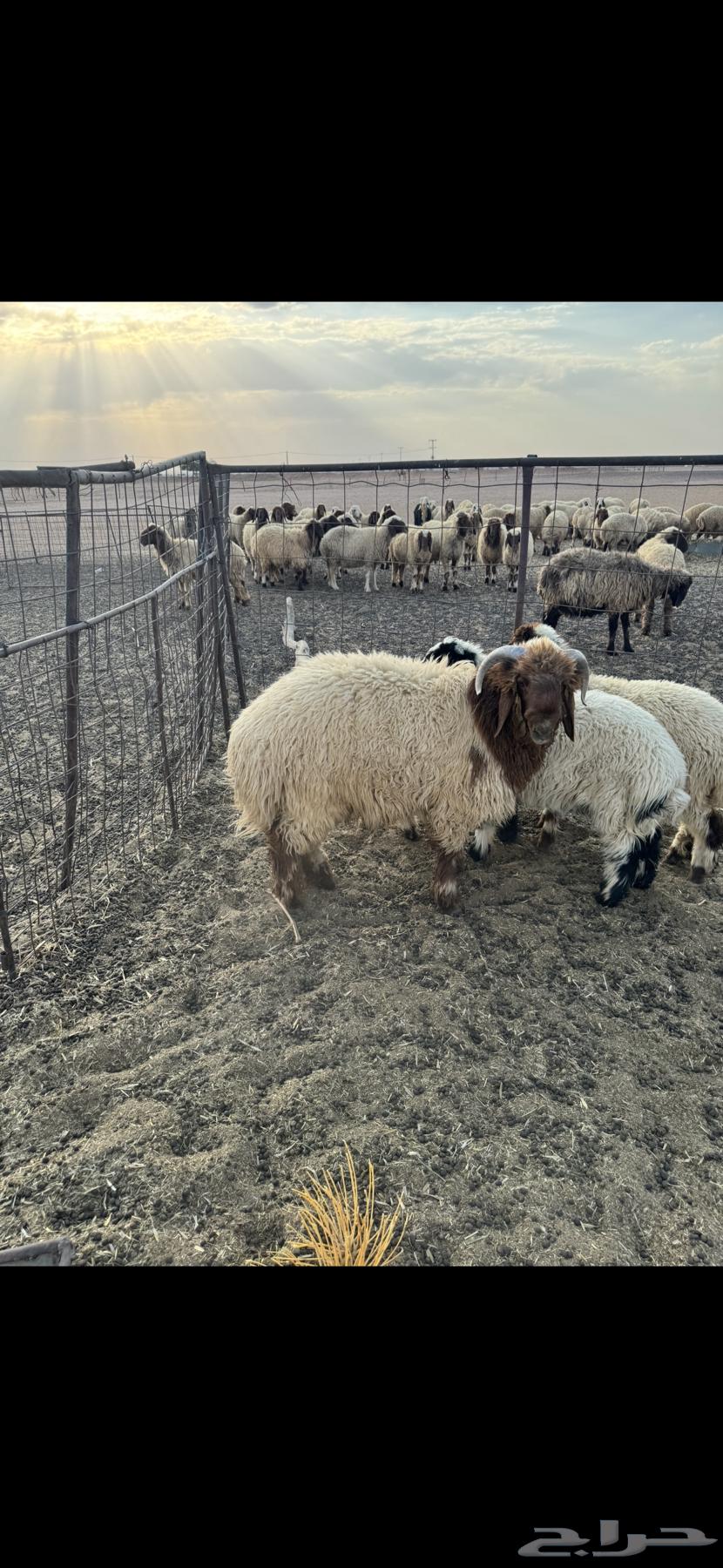 خروف جذع64498550429571110