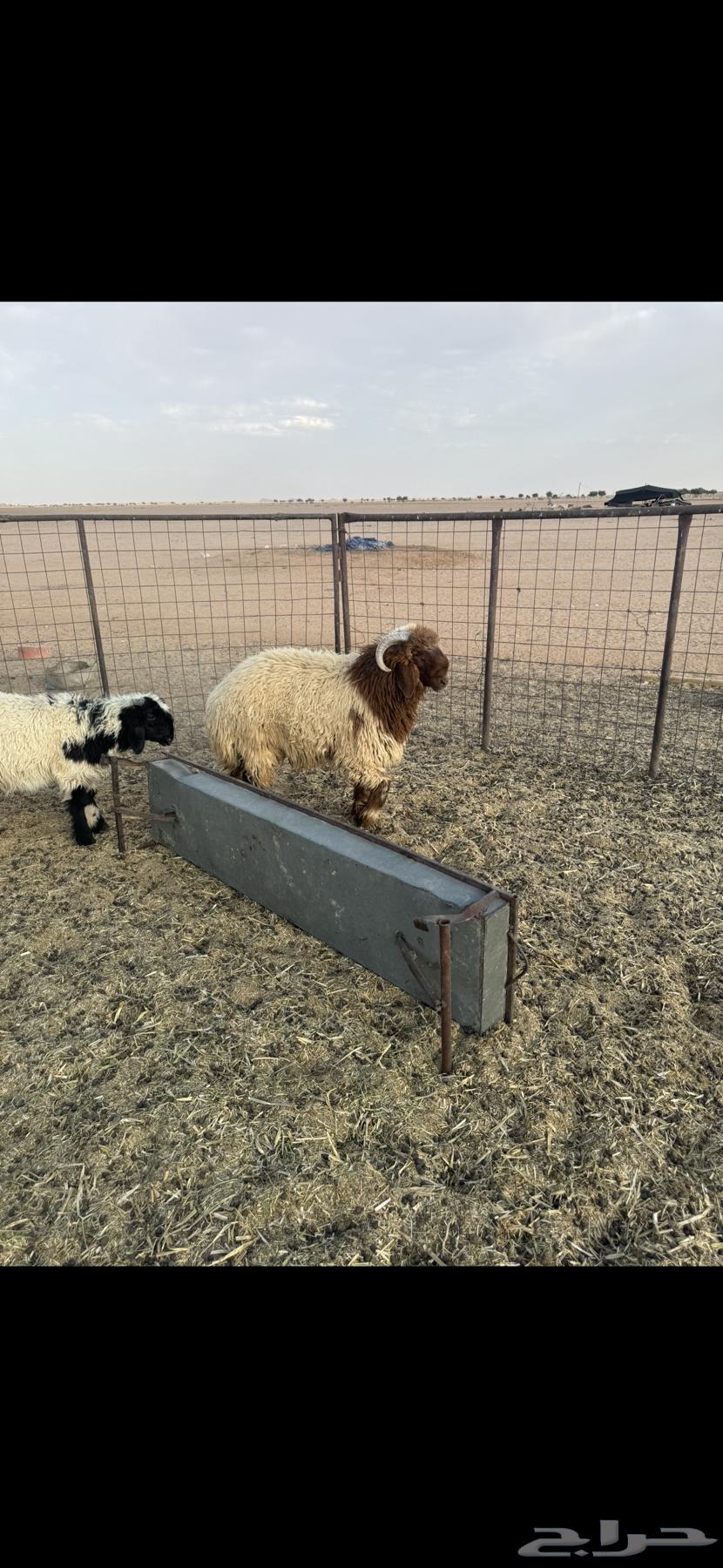 خروف جذع64498550429571113