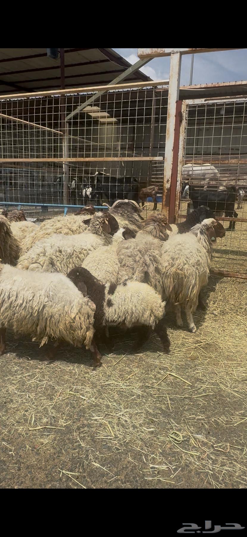 Naim's sheep, 13 lambs from a single birth64500477162113111