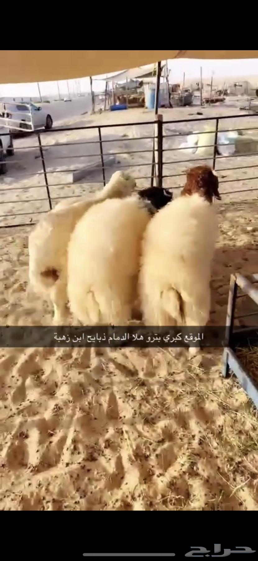 Naeem's Sheep64500811881475111