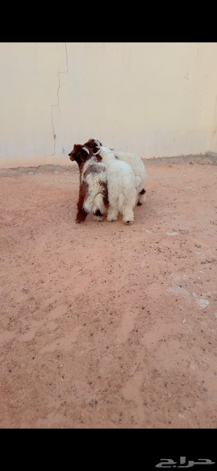 Talyan Na3im Al-Riyadh, Al-Shifa District, Any Location We Can Reach, Slaughtered, Only Three Remaining64496862152449111