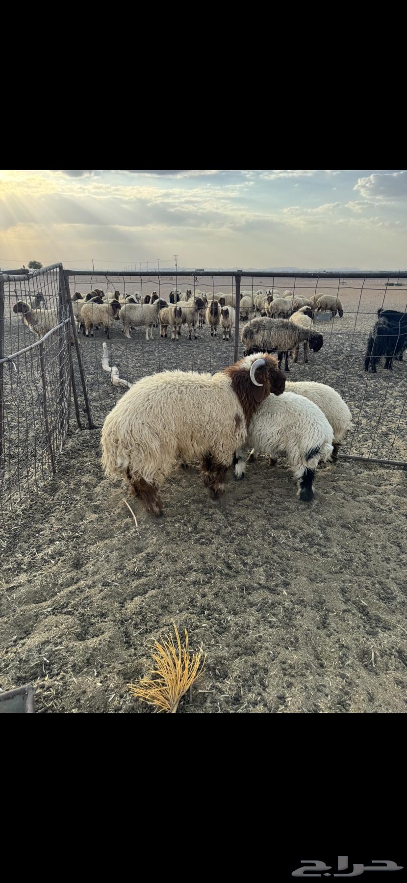 خروف جذع64498550429571111