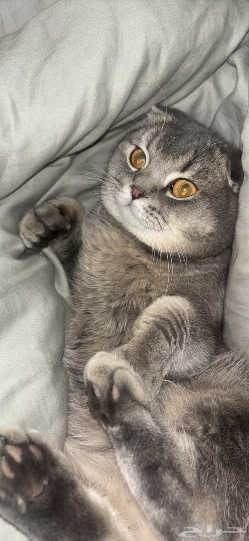 قط للبيع64500243178627110