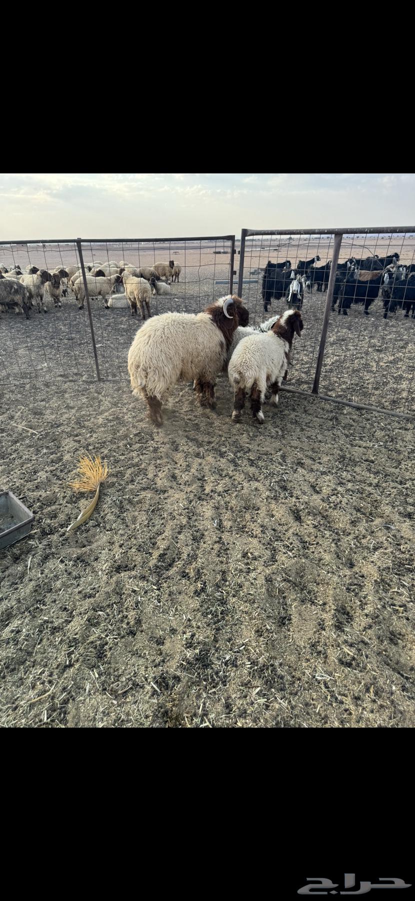 خروف جذع64498550429571112