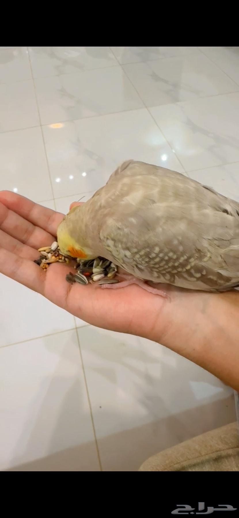 ببغاء كروان وليف64501007410691112