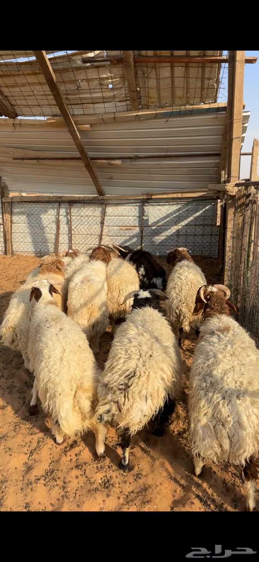 خرفان نعيم ( تم البيع )64499353652737110