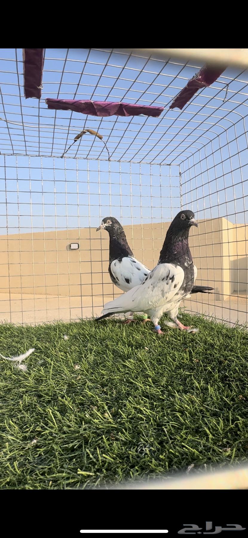 تيدي رام ( تم البيع )64496173301891112