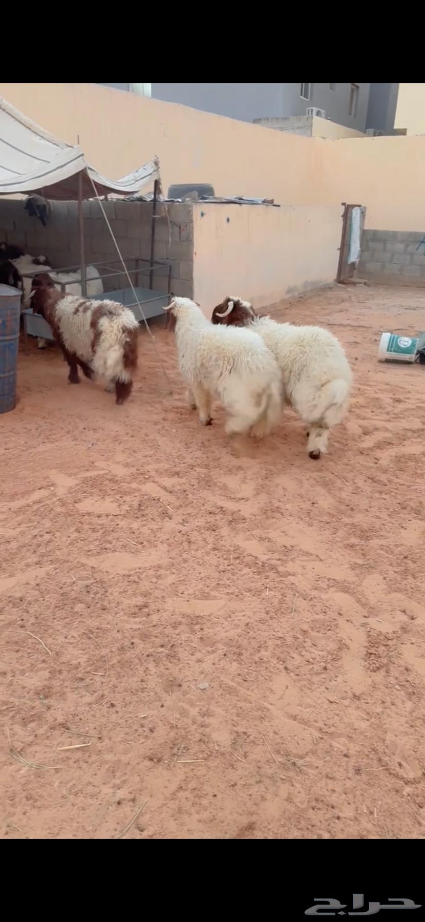 Talyan Na3im Al-Riyadh, Al-Shifa District, Any Location We Can Reach, Slaughtered, Only Three Remaining64496862152449112