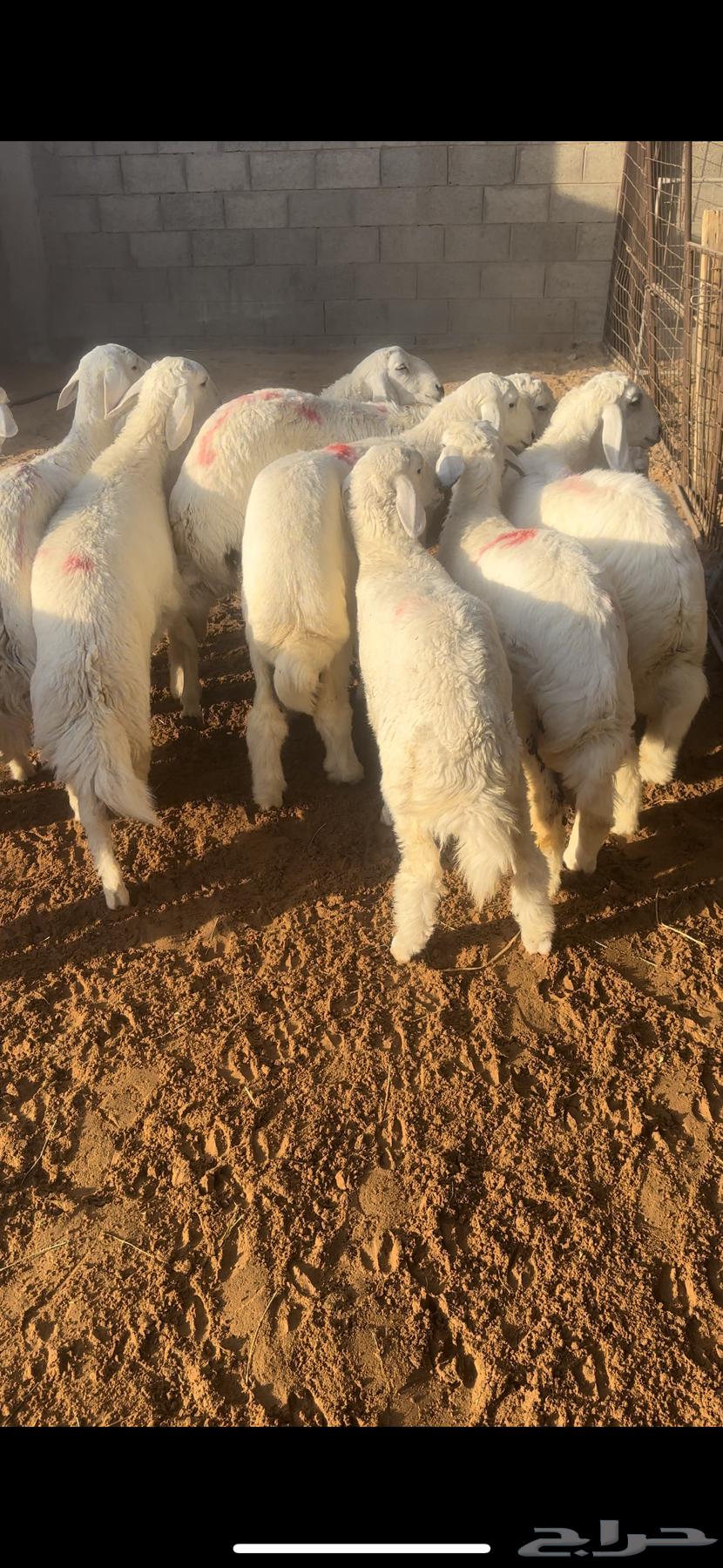 My sheep ((Sold))64496255330817111