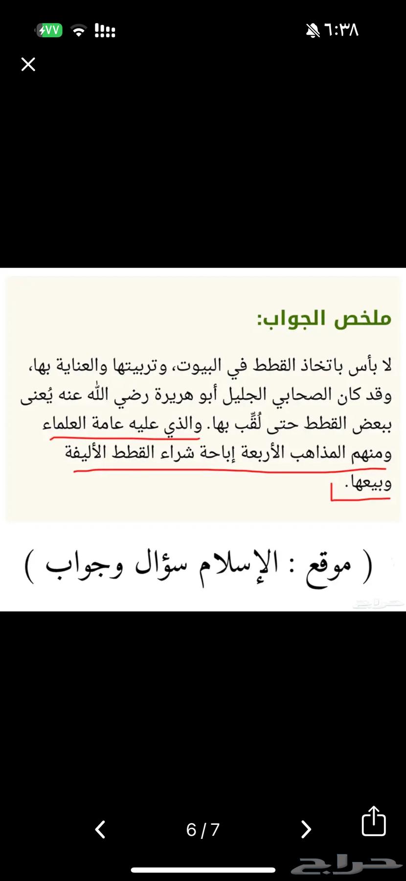 قطه سكوتش ستريت بيور للبيع64497716954243113