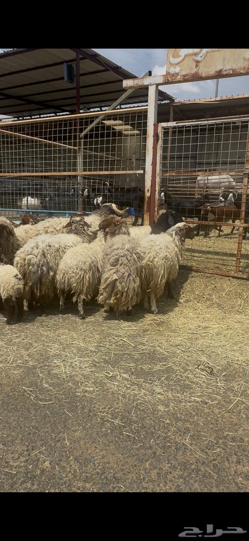 Naim's sheep, 13 lambs from a single birth64500477162113110