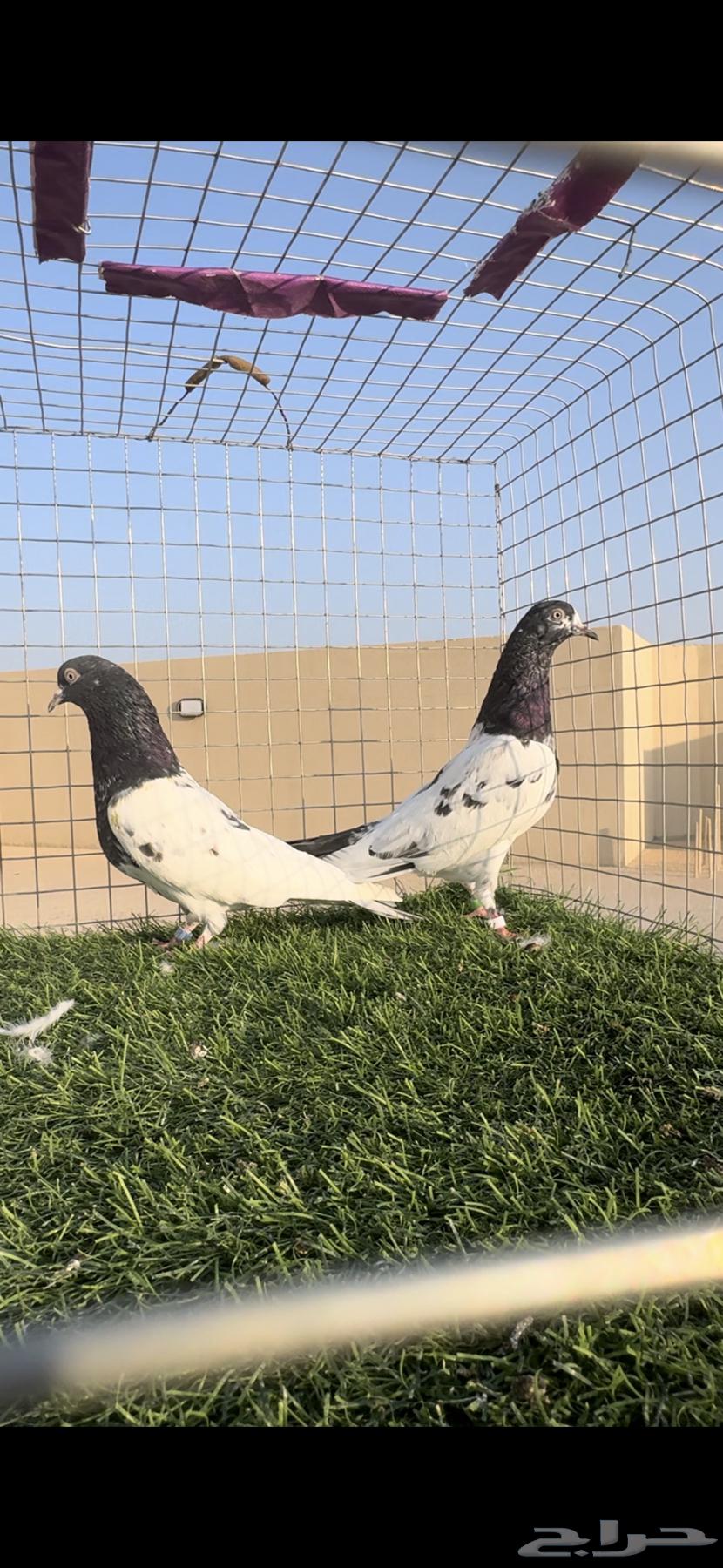 تيدي رام ( تم البيع )64496173301891111