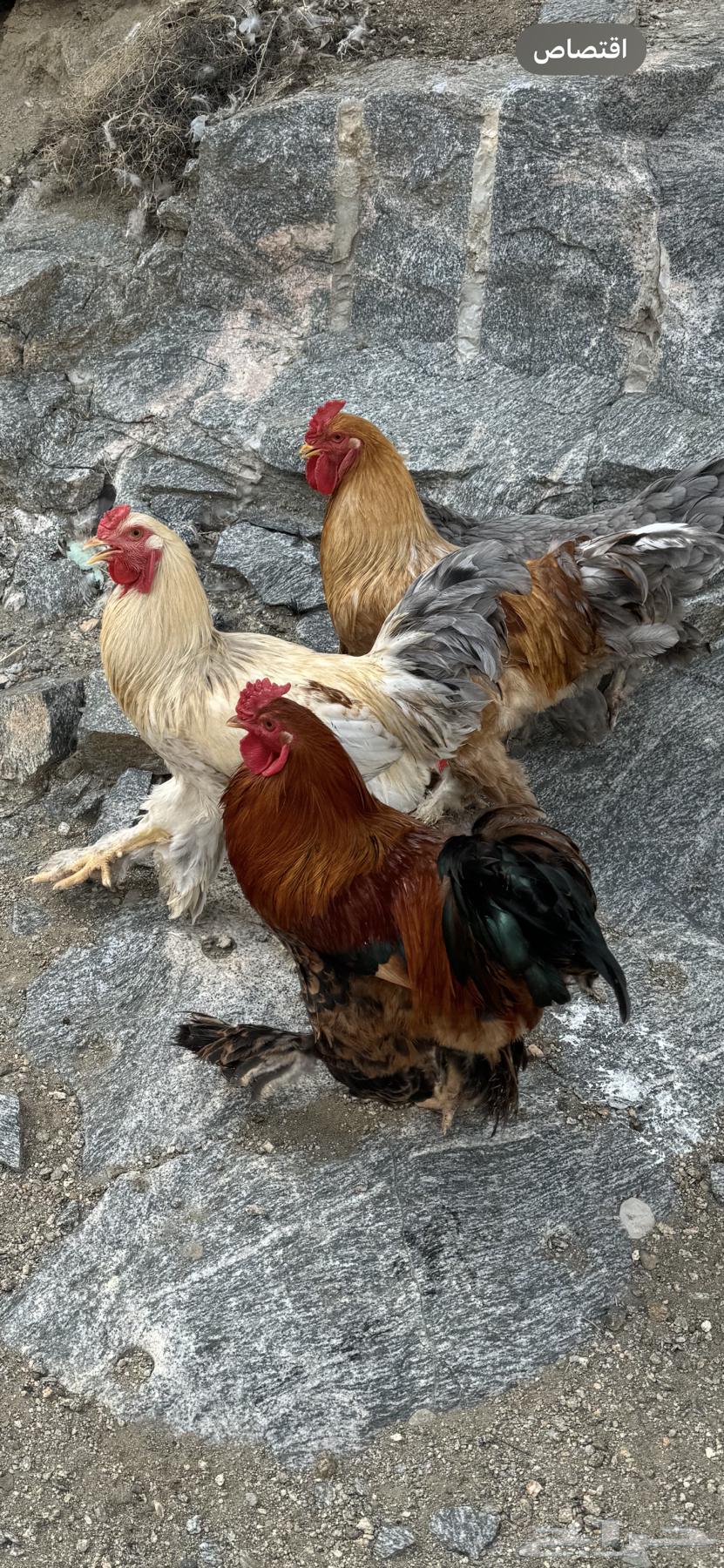 ديوك براهما64499535619201113