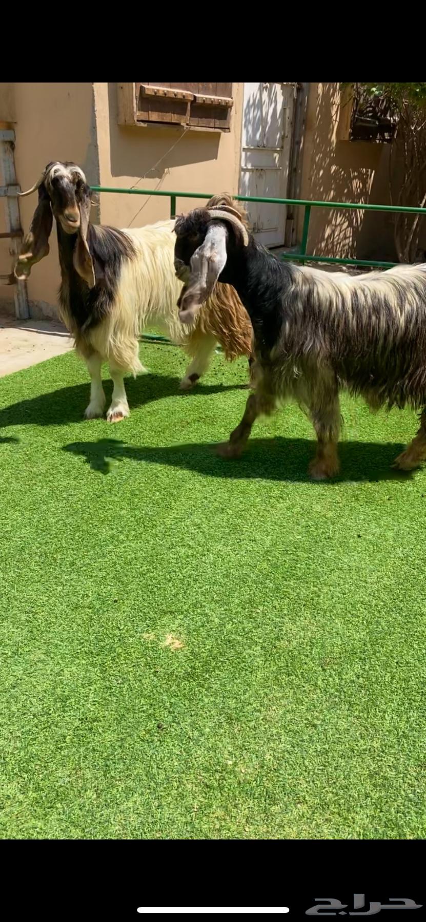 Thniat Musharik Bi3aredi64495789543938110