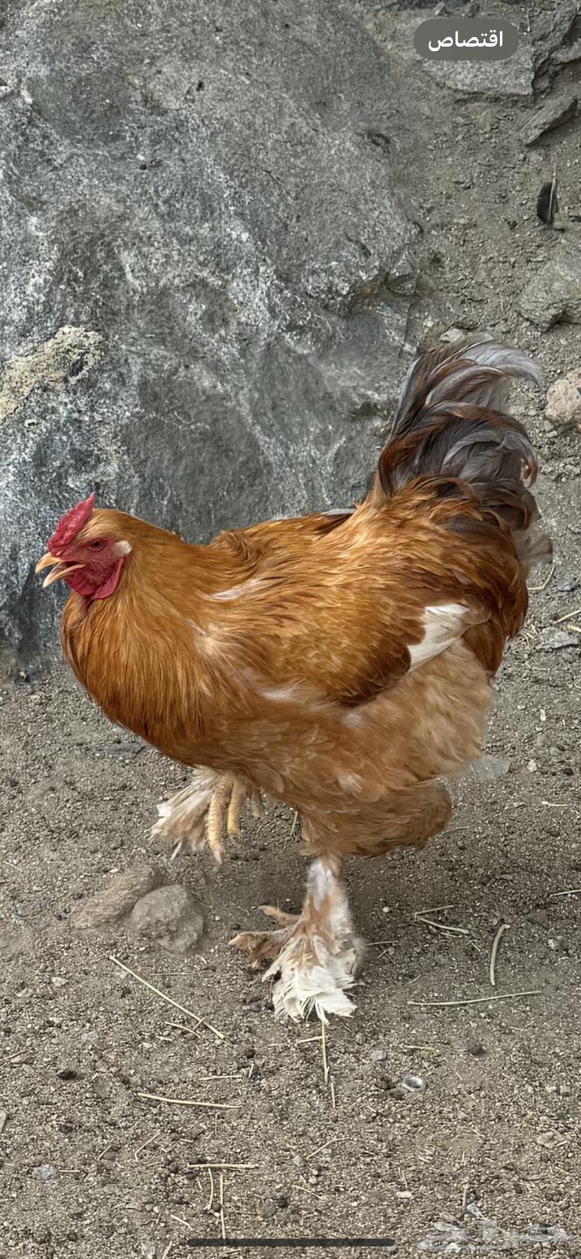 ديوك براهما64499535619201112