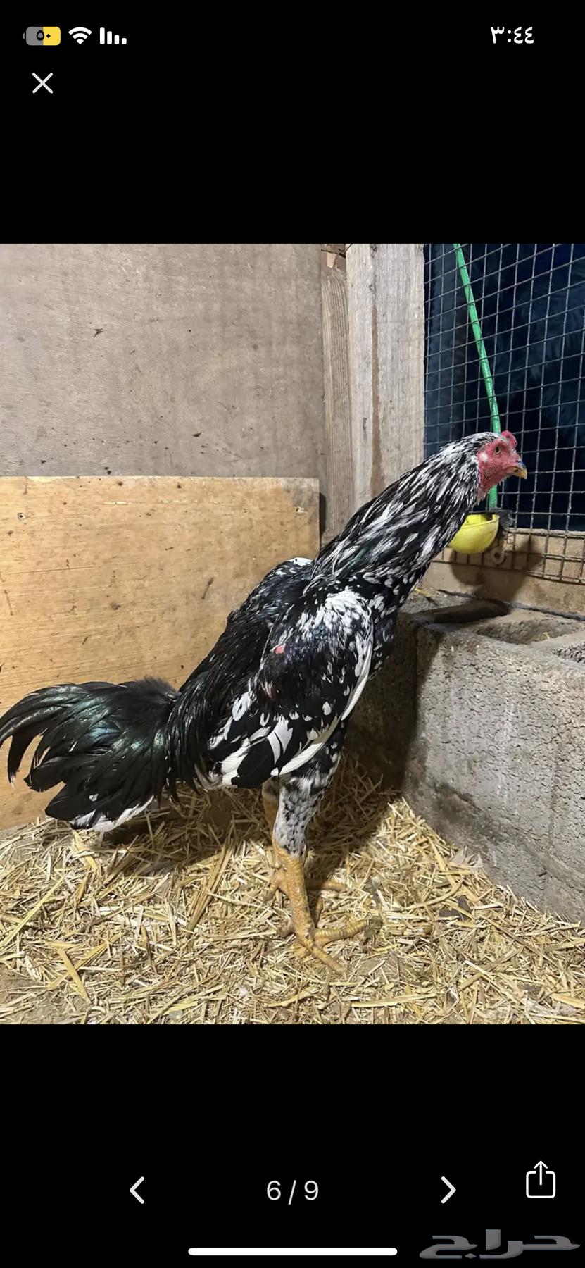 ديك تيلندي ب تركي64495091181185110