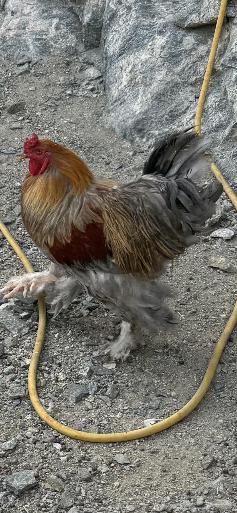 ديوك براهما64499535619201110