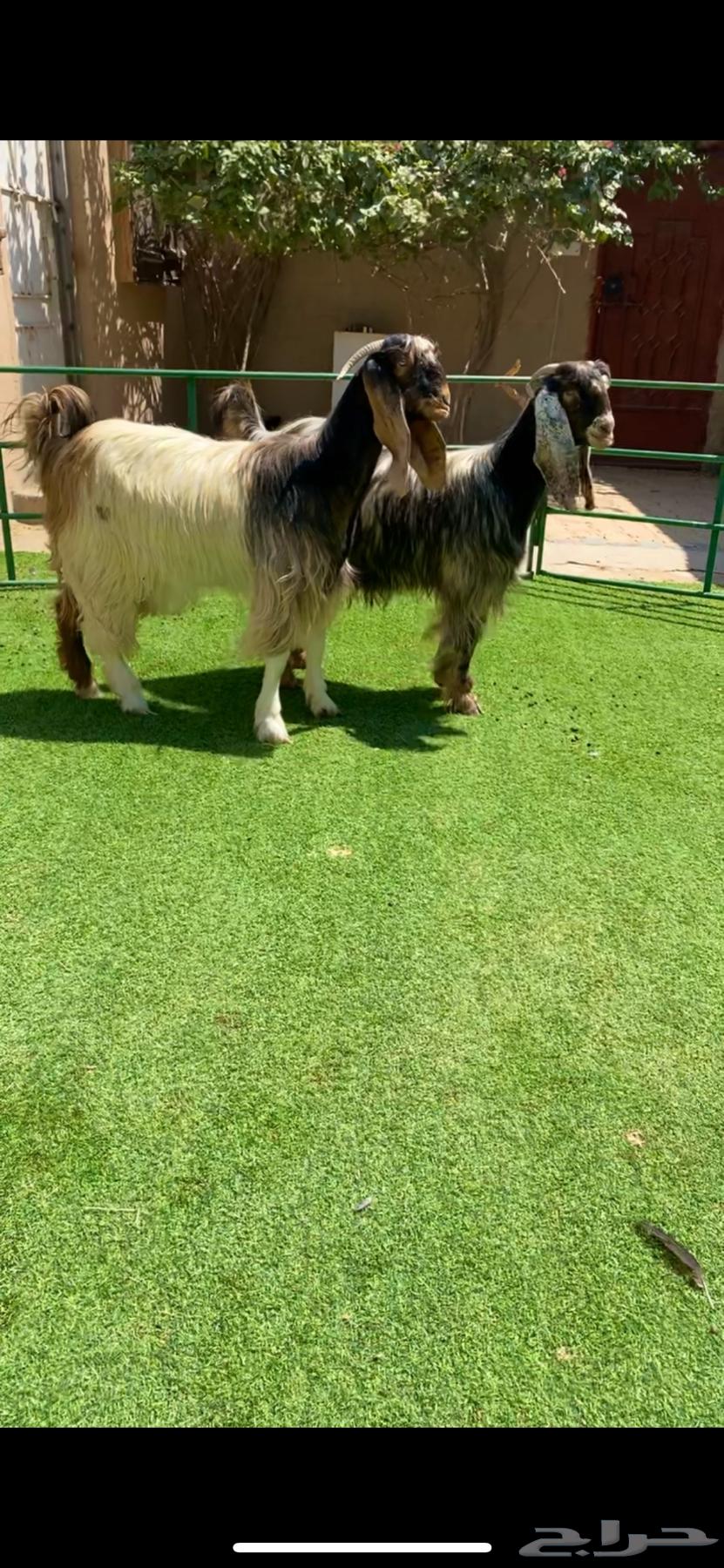 Thniat Musharik Bi3aredi64495789543938111