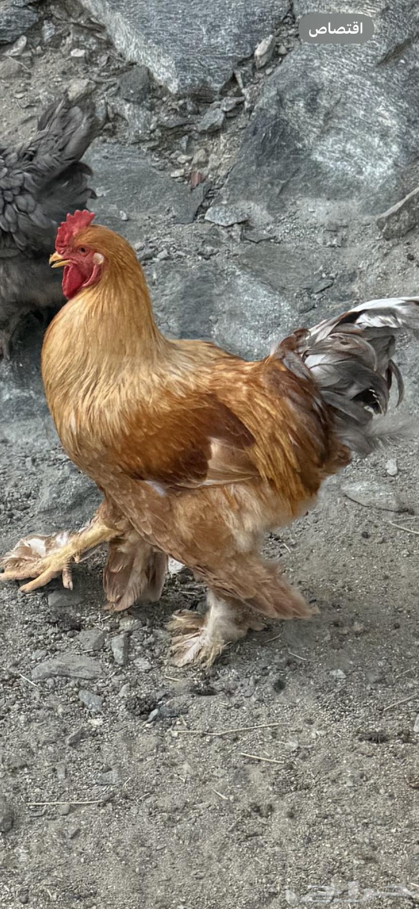 ديوك براهما64499535619201111