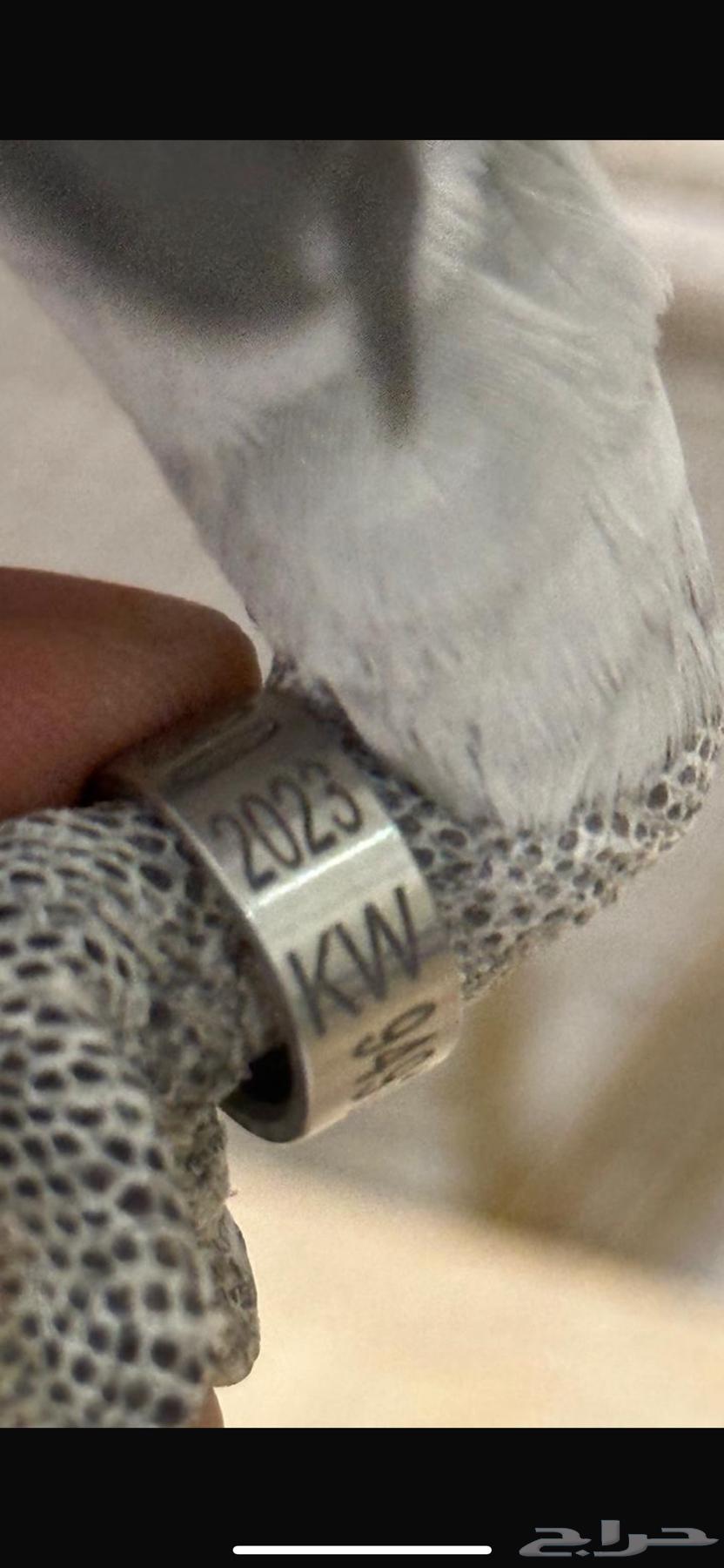 African Grey Parrot, Talking and Gentle64501215564802111