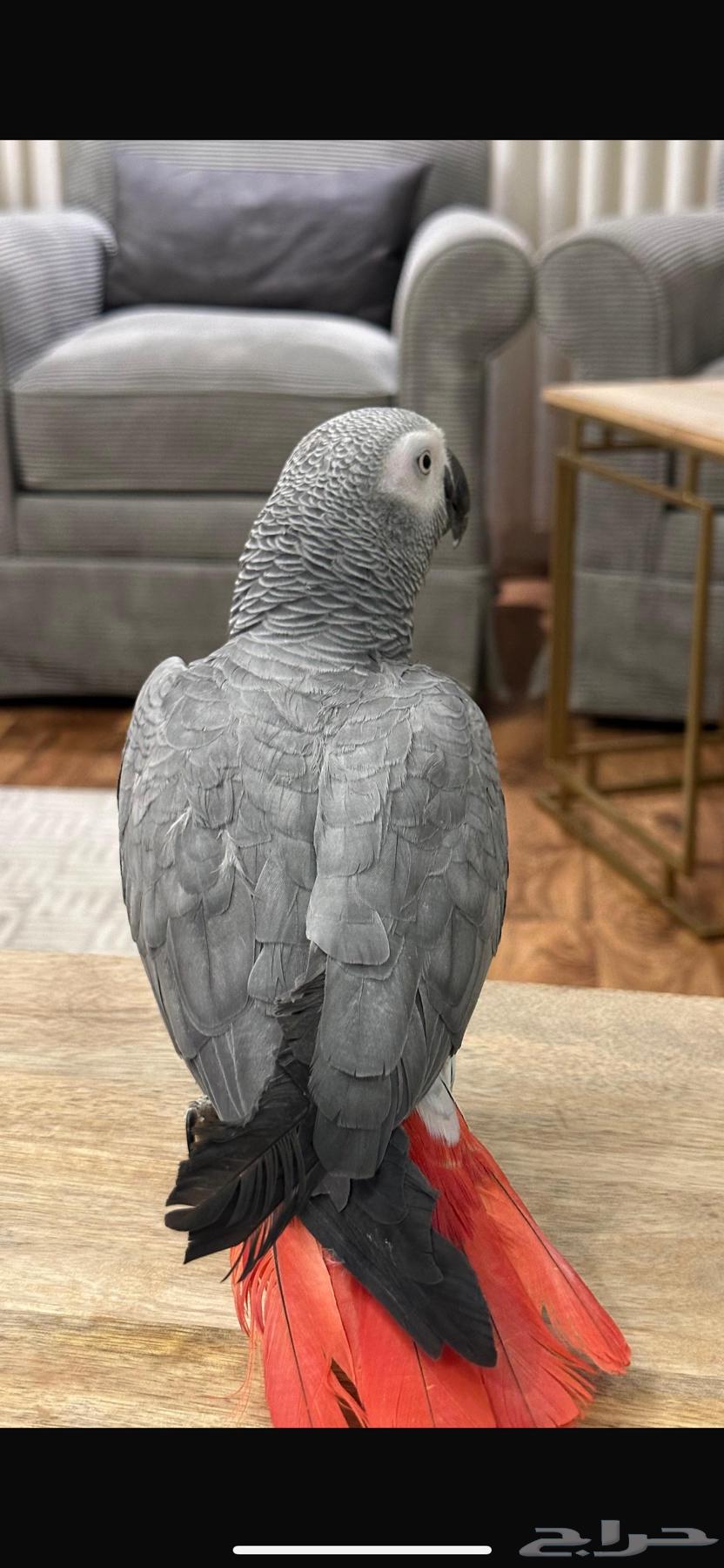 African Grey Parrot, Talking and Gentle64501215564802110