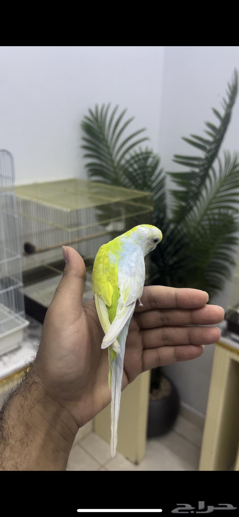 Rare budgerigar mutation, one of a kind64500091032451113