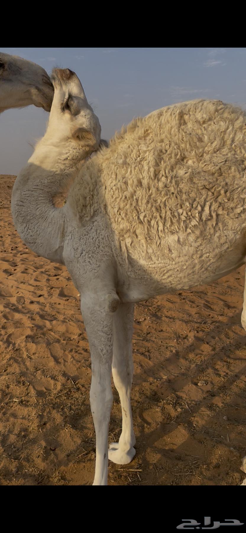 ناقتين للبيع مع القعدان64502639227907112