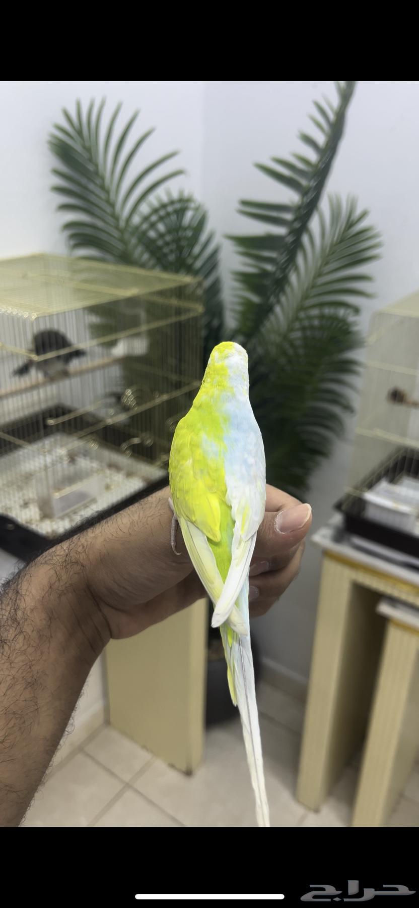 Rare budgerigar mutation, one of a kind64500091032451110