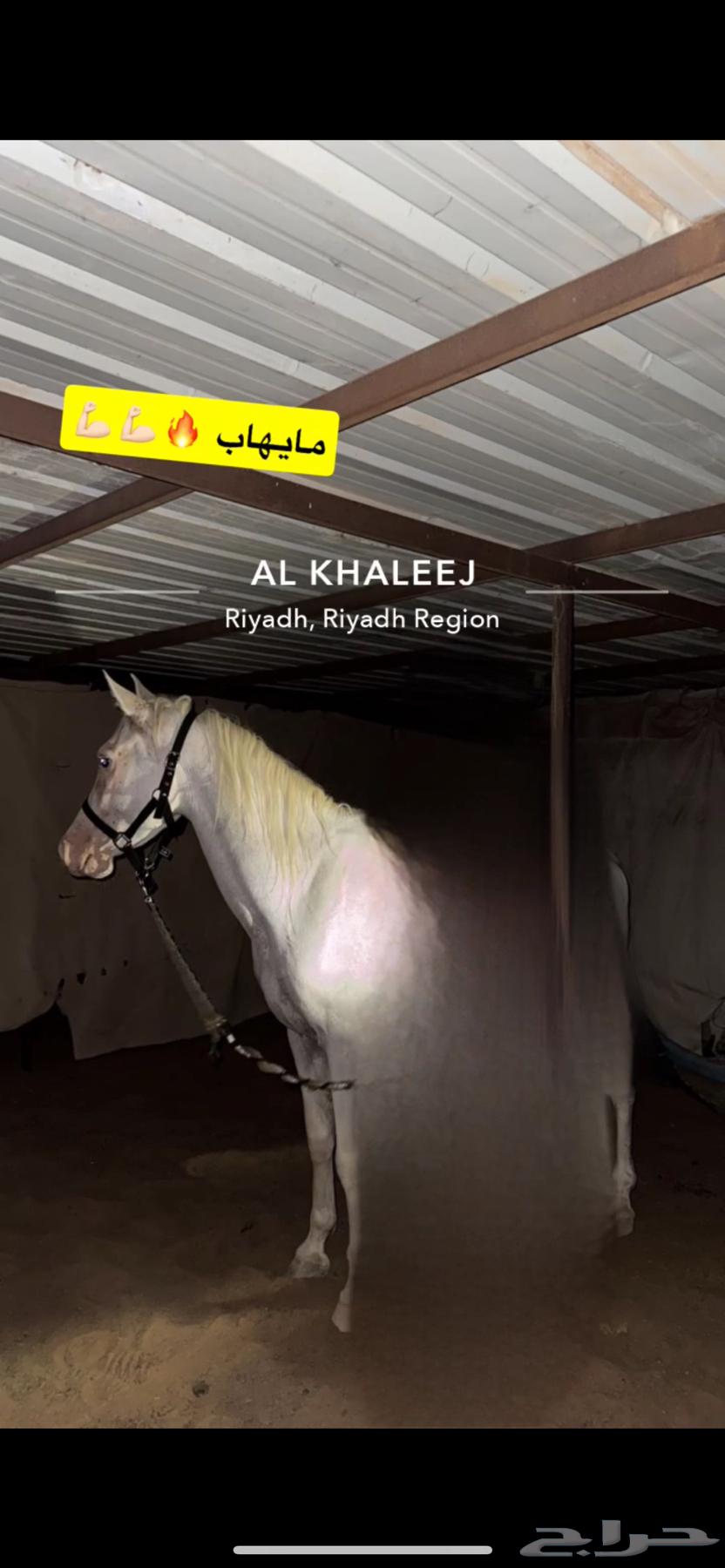 حصان مصري بيور مميز64498439166979111