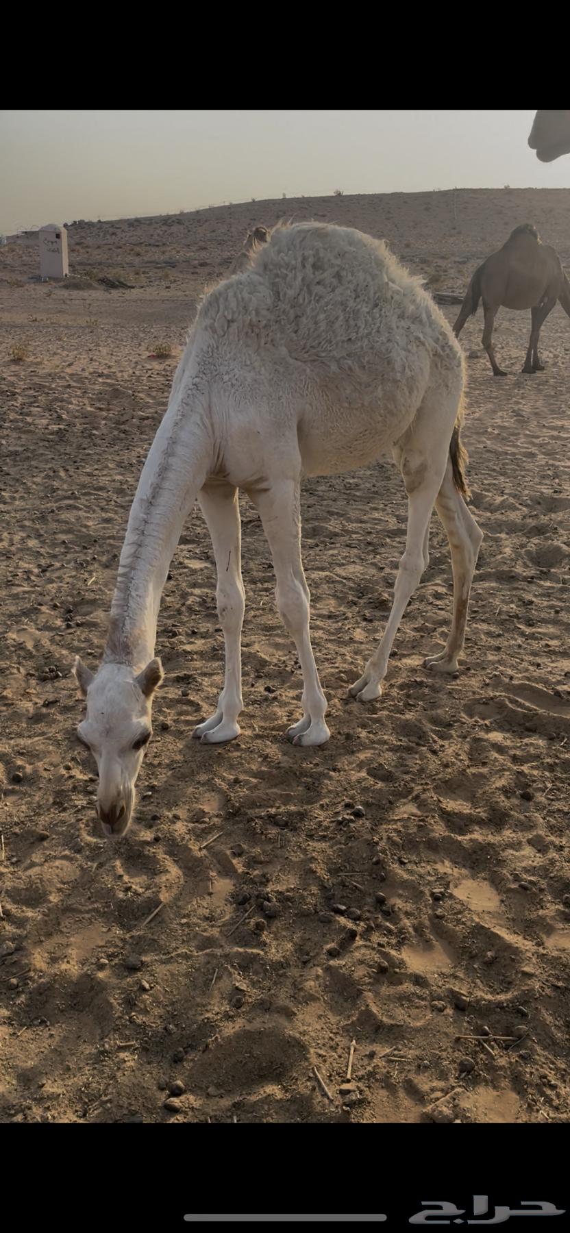 ناقتين للبيع مع القعدان64502639227907114