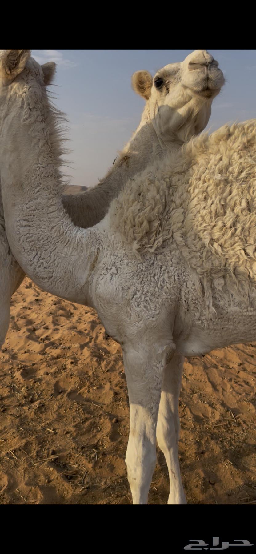 ناقتين للبيع مع القعدان64502639227907111