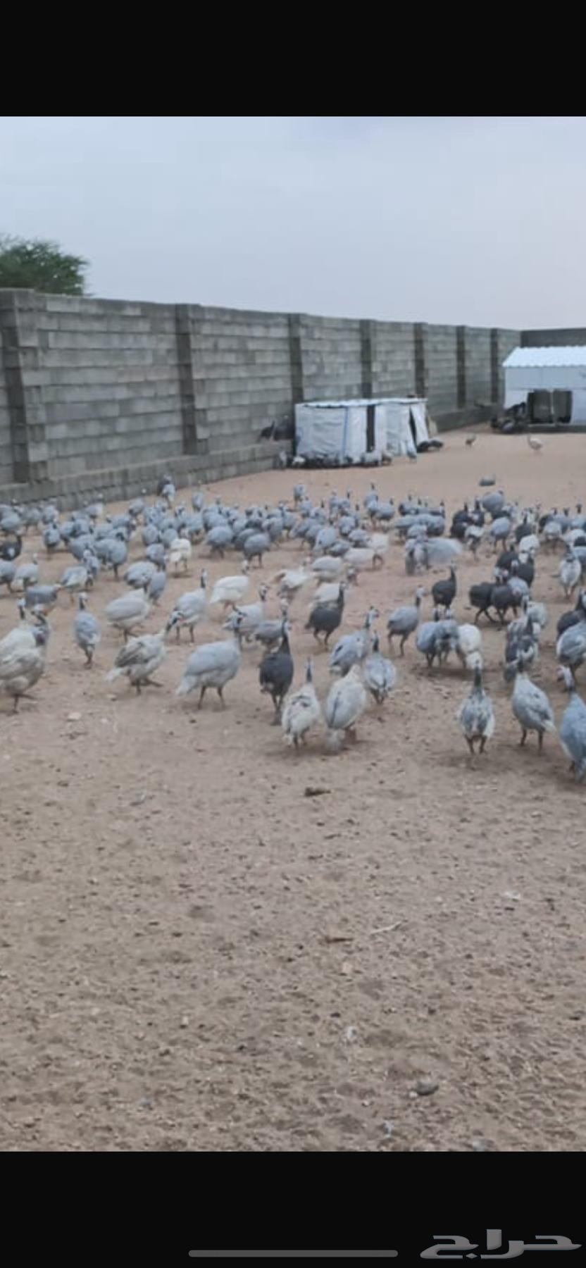 دجاج حبشي (حجل الوادي )64500769628161111