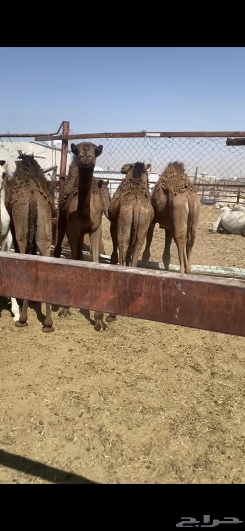 حشو طيبه ( تم البيع )64500881601666110